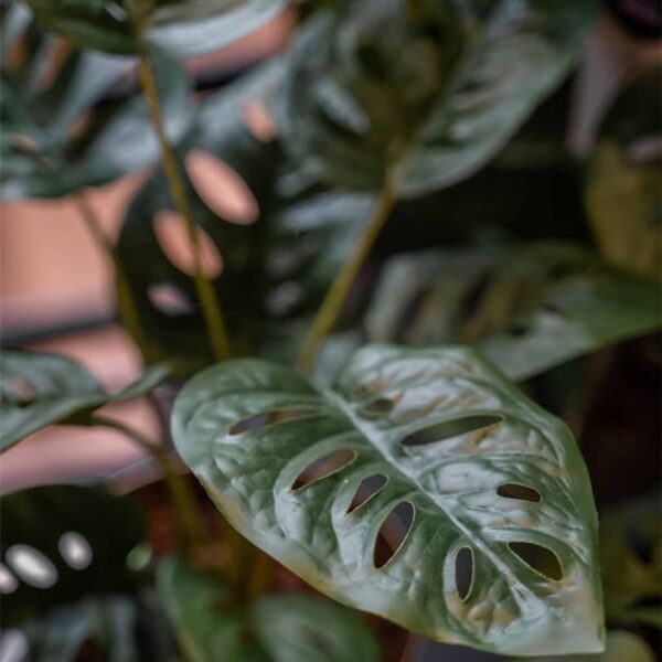 Emerald Konstväxt monstera Monkey Bush i kruka 43 cm